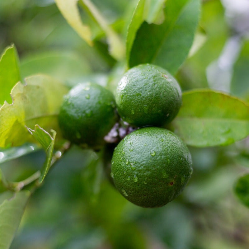 Rumba Ted Lapidus 100ml Edt Perfume Original Importado.