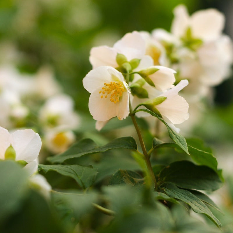 Rumba Ted Lapidus 100ml Edt Perfume Original Importado.