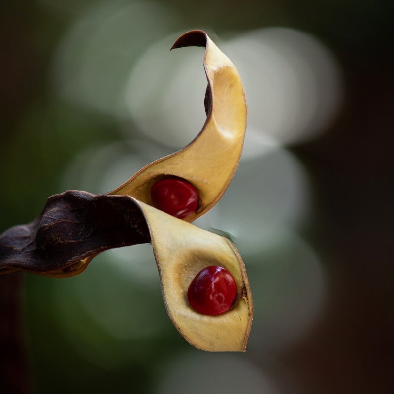 Rumba Ted Lapidus 100ml Edt Perfume Original Importado.